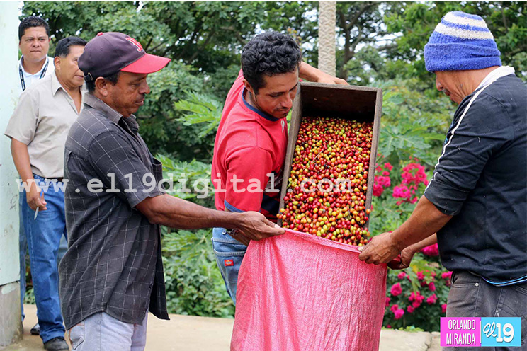 Productores de El Crucero esperan buena cosecha cafetalera
