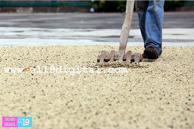 Productores de El Crucero esperan buena cosecha cafetalera