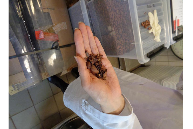 Mikkel Friis-Holm: “El cacao nicaragüense es el mejor del mundo”