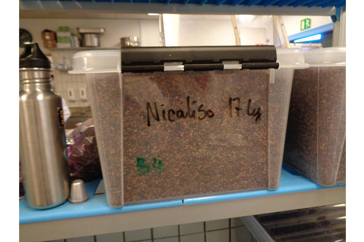 Mikkel Friis-Holm: “El cacao nicaragüense es el mejor del mundo”