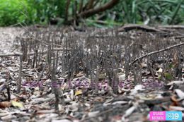 Científicos hallan más de 1 mil 500 artefactos arqueológicos en la Ruta del Gran Canal de Nicaragua