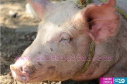 Entrega de bono productivo alimentario a familias de Mateare