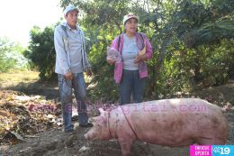 Entrega de bono productivo alimentario a familias de Mateare