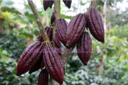 Gobierno Sandinista amplía los destinos agroturísticos en la Ruta del Café