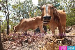 Masaya en gran romería hacia Popoyuapa