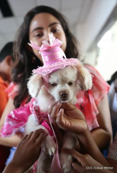 Masaya celebra un año más a San Lázaro con el tradicional desfile de mascotas