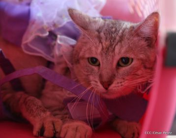 Masaya celebra un año más a San Lázaro con el tradicional desfile de mascotas