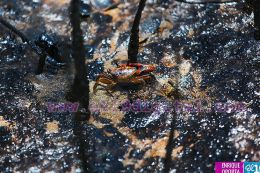Culmina incendio en Puerto Sandino