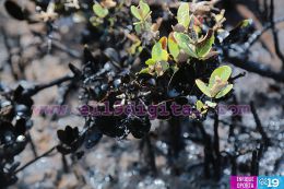 Culmina incendio en Puerto Sandino