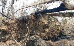 EN FOTOS: Ejército de Nicaragua trabaja para sofocar incendio en Indio Maíz