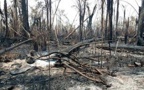 EN FOTOS: Ejército de Nicaragua trabaja para sofocar incendio en Indio Maíz