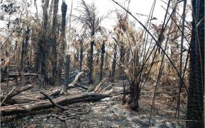 EN FOTOS: Ejército de Nicaragua trabaja para sofocar incendio en Indio Maíz