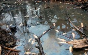 EN FOTOS: Ejército de Nicaragua trabaja para sofocar incendio en Indio Maíz