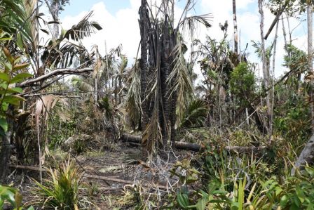 EN FOTOS: Ejército de Nicaragua trabaja para sofocar incendio en Indio Maíz