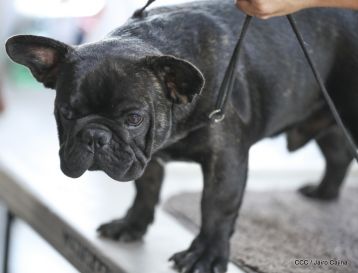 Exposición Canina Internacional de la ABKC en Nicaragua