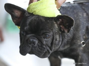 Exposición Canina Internacional de la ABKC en Nicaragua