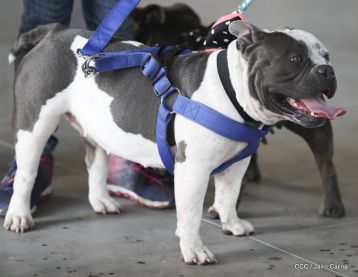 Exposición Canina Internacional de la ABKC en Nicaragua