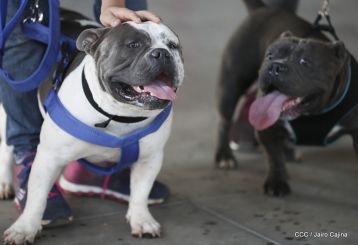 Exposición Canina Internacional de la ABKC en Nicaragua