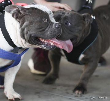 Exposición Canina Internacional de la ABKC en Nicaragua