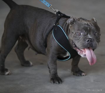Exposición Canina Internacional de la ABKC en Nicaragua