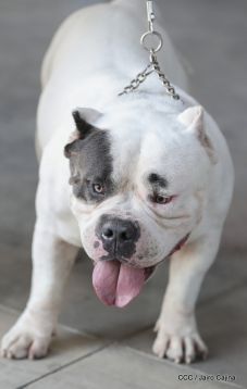 Exposición Canina Internacional de la ABKC en Nicaragua