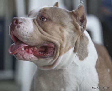 Exposición Canina Internacional de la ABKC en Nicaragua