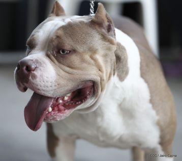 Exposición Canina Internacional de la ABKC en Nicaragua