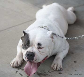 Exposición Canina Internacional de la ABKC en Nicaragua