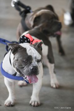 Exposición Canina Internacional de la ABKC en Nicaragua