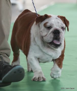 Exposición Canina Internacional de la ABKC en Nicaragua