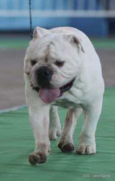 Exposición Canina Internacional de la ABKC en Nicaragua