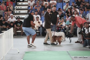Exposición Canina Internacional de la ABKC en Nicaragua