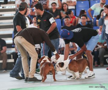 Exposición Canina Internacional de la ABKC en Nicaragua