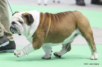 Exposición Canina Internacional de la ABKC en Nicaragua