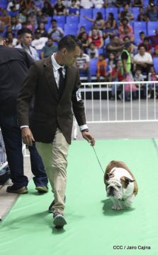 Exposición Canina Internacional de la ABKC en Nicaragua
