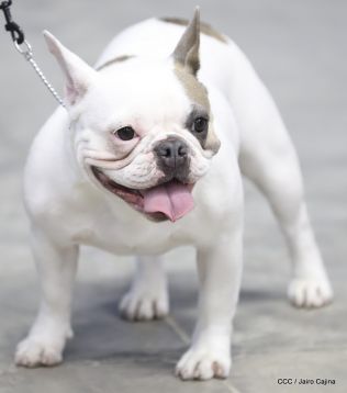 Exposición Canina Internacional de la ABKC en Nicaragua