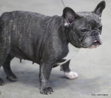 Exposición Canina Internacional de la ABKC en Nicaragua