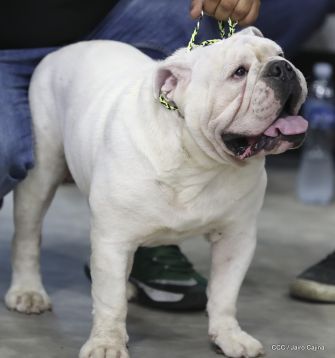 Exposición Canina Internacional de la ABKC en Nicaragua