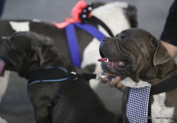 Exposición Canina Internacional de la ABKC en Nicaragua