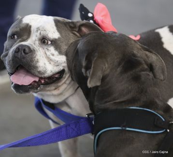Exposición Canina Internacional de la ABKC en Nicaragua