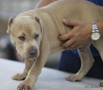 Exposición Canina Internacional de la ABKC en Nicaragua
