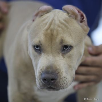 Exposición Canina Internacional de la ABKC en Nicaragua