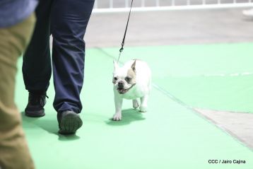 Exposición Canina Internacional de la ABKC en Nicaragua