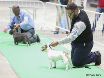 Exposición Canina Internacional de la ABKC en Nicaragua