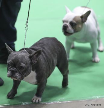 Exposición Canina Internacional de la ABKC en Nicaragua