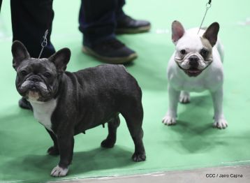 Exposición Canina Internacional de la ABKC en Nicaragua