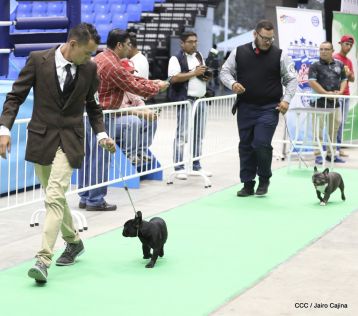 Exposición Canina Internacional de la ABKC en Nicaragua