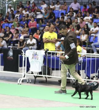 Exposición Canina Internacional de la ABKC en Nicaragua