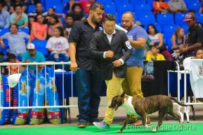 Exposición Canina Internacional de la ABKC en Nicaragua