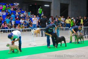 Exposición Canina Internacional de la ABKC en Nicaragua